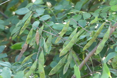 Derris scandens