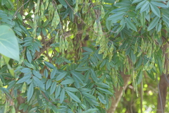 Derris scandens