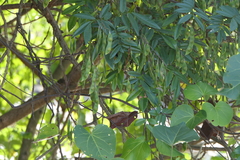 Derris scandens