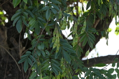 Derris scandens