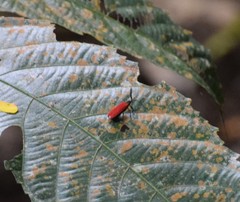 Dictyoptera
