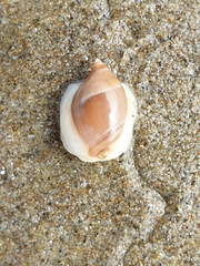 Amalda depressa