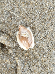 Amalda depressa