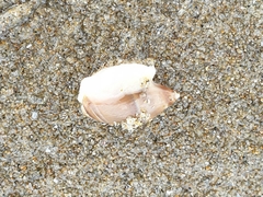 Amalda depressa
