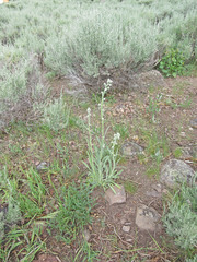 Oreocarya setosissima