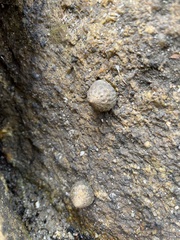 Bembicium
