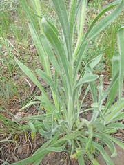 Oreocarya setosissima