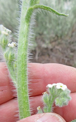 Oreocarya setosissima