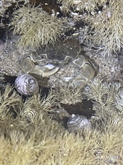 Paragrapsus quadridentatus