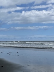 Numenius phaeopus hudsonicus