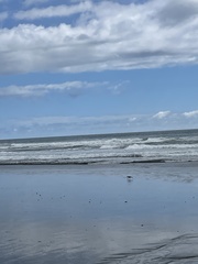 Numenius phaeopus hudsonicus