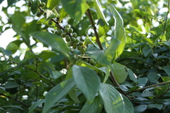 Bridelia montana