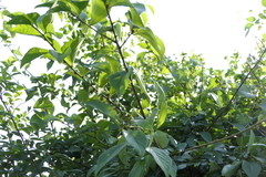 Bridelia montana