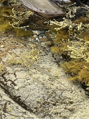 Hyporhamphus