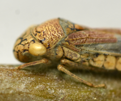 Hirsutella strigosa