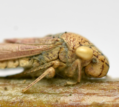 Hirsutella strigosa