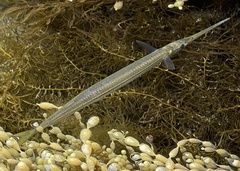 Hyporhamphus