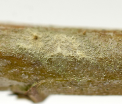 Hirsutella strigosa