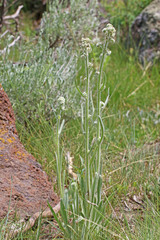 Oreocarya setosissima