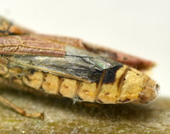 Hirsutella strigosa