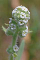 Oreocarya setosissima