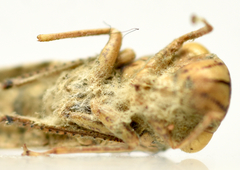 Hirsutella strigosa