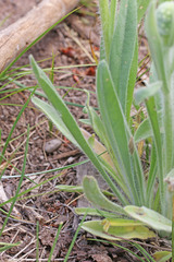 Oreocarya setosissima