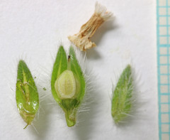 Oreocarya setosissima