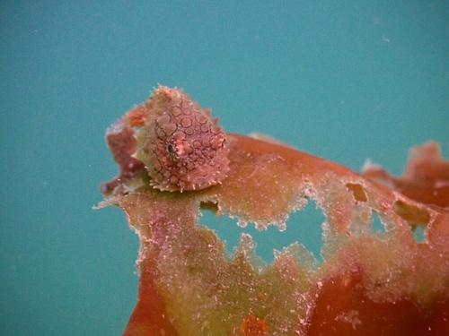 Pacific spiny lumpsucker (Eumicrotremus orbis) — Cyclopteridae — 4