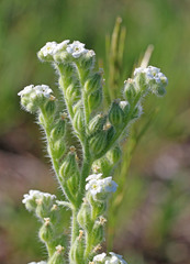 Oreocarya setosissima