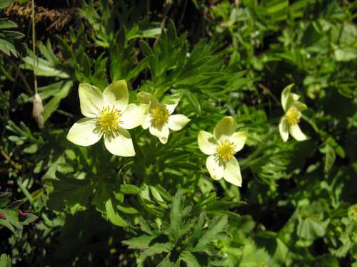 Anemonastrum fasciculatum