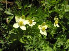Anemonastrum speciosum