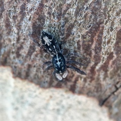 Ocrisiona melancholica