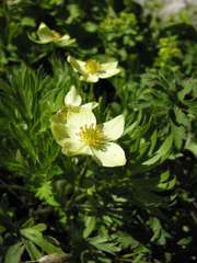 Anemonastrum speciosum