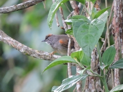 Synallaxis albescens