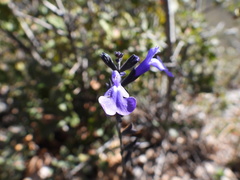 (c) Leticia Jiménez Hernández, some rights reserved (CC BY-SA) Salvia coahuilensis, photograph (c) Leticia Jiménez Hernández, some rights reserved (CC BY-SA)