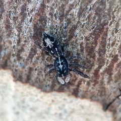 Ocrisiona melancholica