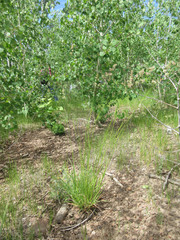 Dactylis glomerata glomerata