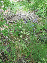 Dactylis glomerata glomerata