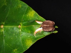 Pulchriphyllium bioculatum