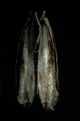 Erechthias chasmatias