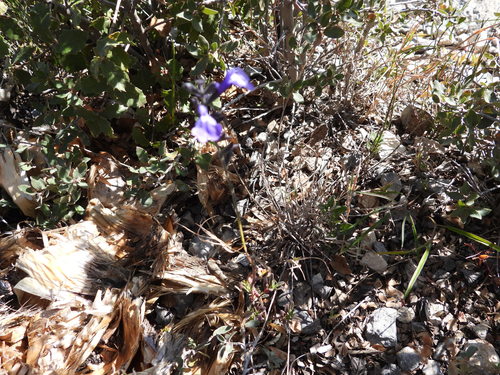 Salvia coahuilensis, photograph 6
