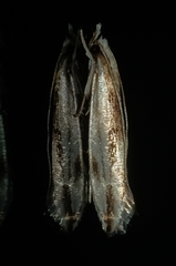 Erechthias chasmatias