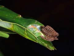 Pulchriphyllium bioculatum