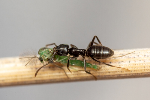 (c) Jason Headley, some rights reserved (CC BY-NC), uploaded by Jason Headley