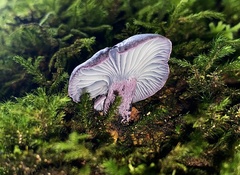 Gerronema waikanaense