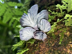 Gerronema waikanaense