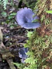 Gerronema waikanaense