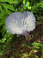 Gerronema waikanaense