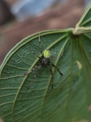 Araneus venatrix